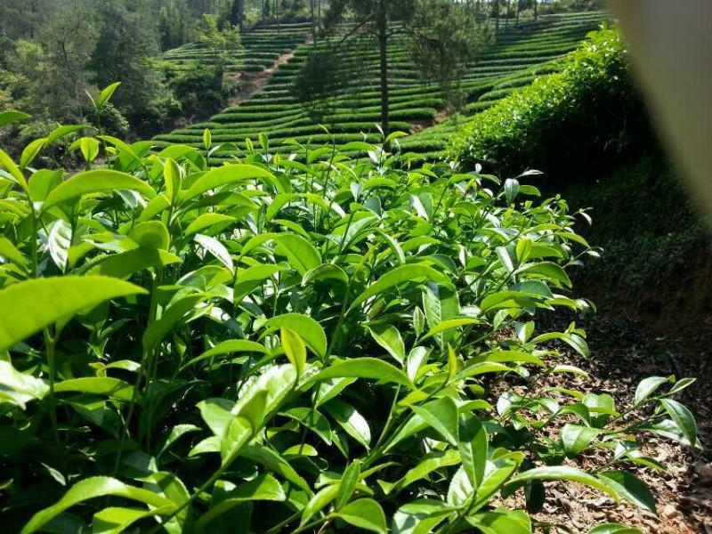 正確使用沈陽(yáng)菌肥 有效防止蔬菜死棵